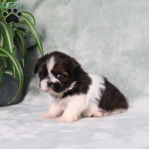 Blueberry, Shih Tzu Puppy